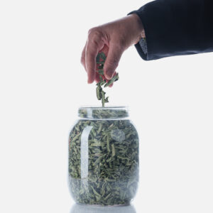 CURRY LEAVES CURRY LEAVES